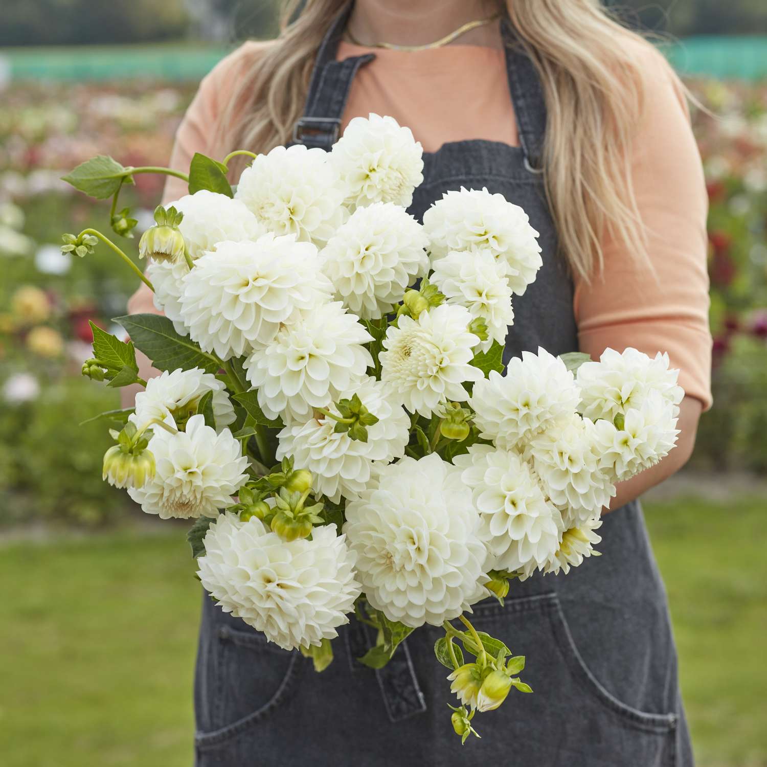 Dahlia 'Boom Boom White'
